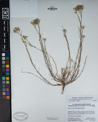 Eriastrum densifolium subsp. densifolium image