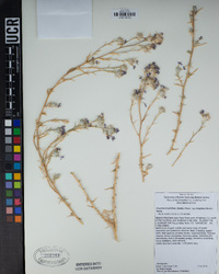 Eriastrum densifolium subsp. elongatum image