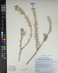 Eriastrum densifolium subsp. sanctorum image