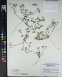 Eriastrum diffusum image