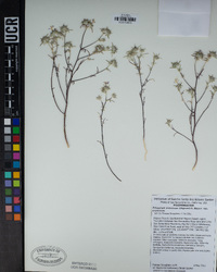 Eriastrum eremicum image