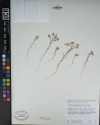 Eriastrum sapphirinum image