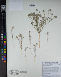 Eriastrum sapphirinum image