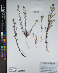 Eriastrum sapphirinum image