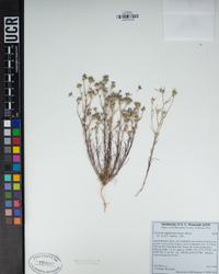 Eriastrum sapphirinum image