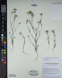 Eriastrum signatum image