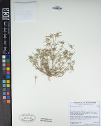 Eriastrum brandegeeae image