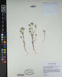 Eriastrum brandegeeae image