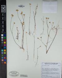 Gilia angelensis image