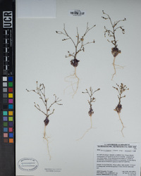 Gilia brecciarum subsp. brecciarum image