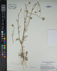 Gilia capitata subsp. mediomontana image