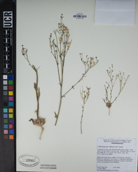 Gilia diegensis image