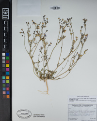 Gilia latiflora image