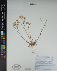 Gilia latiflora subsp. latiflora image