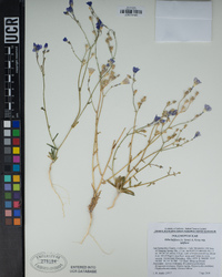 Gilia latiflora subsp. latiflora image