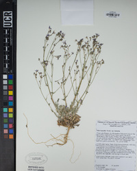 Gilia leptantha image