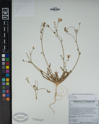 Gilia sinuata image