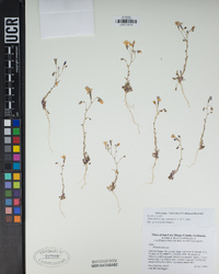 Gilia latiflora subsp. cuyamensis image