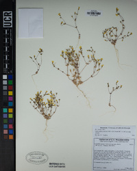Leptosiphon aureus subsp. aureus image