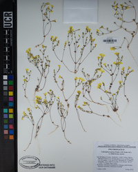 Leptosiphon aureus subsp. aureus image