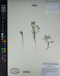 Linanthus bigelovii image