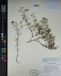 Leptosiphon floribundus subsp. glaber image