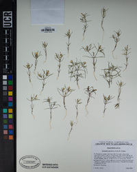 Linanthus jonesii image