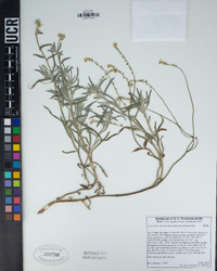 Cryptantha muricata var. denticulata image