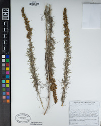 Artemisia californica image