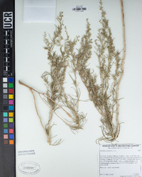 Artemisia californica image
