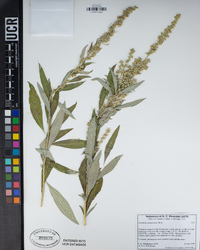 Artemisia douglasiana image