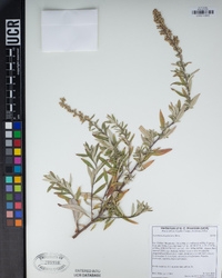 Artemisia douglasiana image