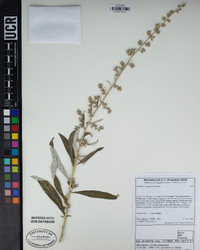 Artemisia douglasiana image