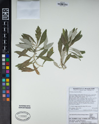 Artemisia douglasiana image