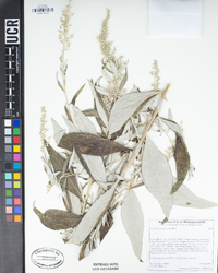 Artemisia douglasiana image