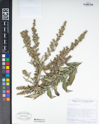 Artemisia douglasiana image