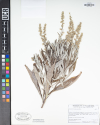 Artemisia douglasiana image