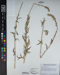 Artemisia ludoviciana image