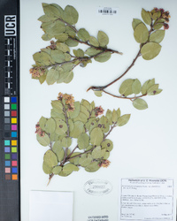 Arctostaphylos glandulosa image