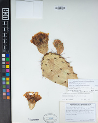 Opuntia littoralis image