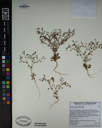 Sidotheca caryophylloides image