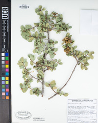 Quercus berberidifolia image