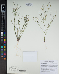 Gilia sinuata image