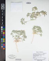 Loeseliastrum matthewsii image