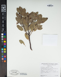 Arctostaphylos glandulosa subsp. gabrielensis image