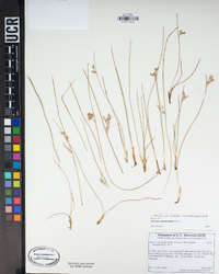 Juncus mexicanus image