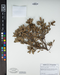 Quercus durata var. gabrielensis image