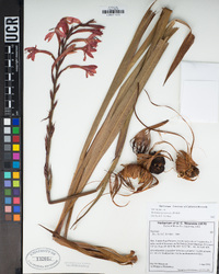 Watsonia meriana image