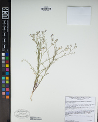 Eriastrum sapphirinum image