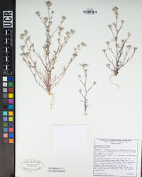 Eriastrum brandegeeae image